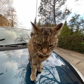 Chat bernois