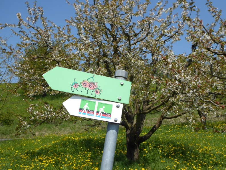 Fricktaler Chriesiwäg