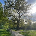 Elfenau 29 avril 2023