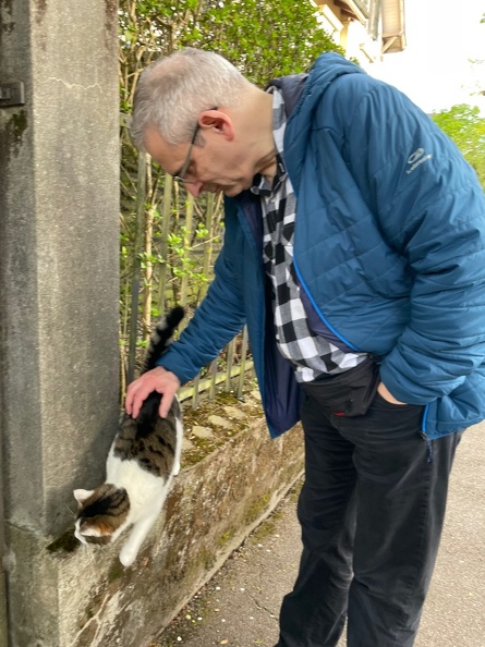 Chat bernois