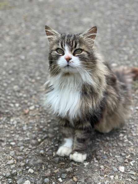 Chat bernois