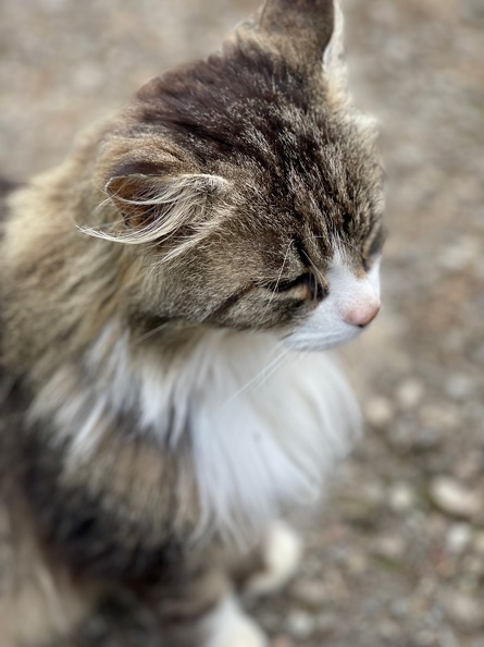 Chat bernois