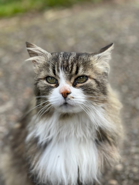 Chat bernois