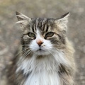 Chat bernois