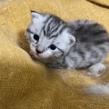 Chatons - Mai 2023