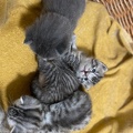 Chatons - Mai 2023