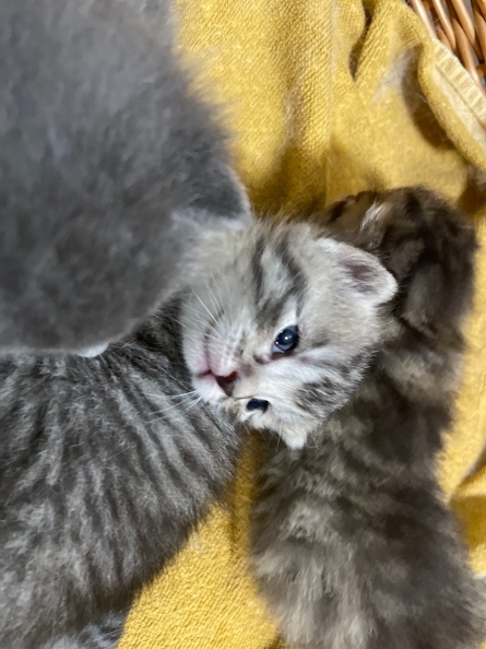 Chatons - Mai 2023