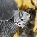 Chatons - Mai 2023