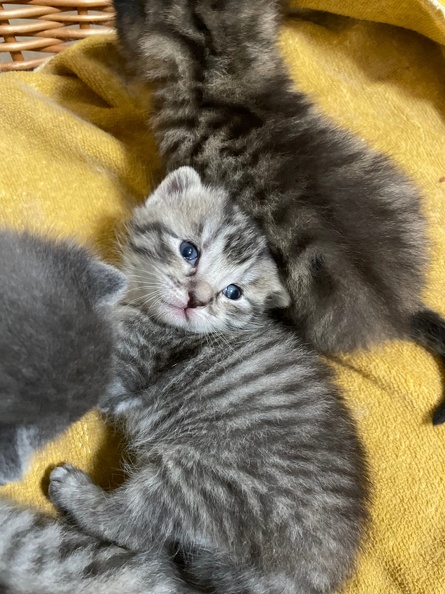 Chatons - Mai 2023