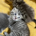 Chatons - Mai 2023