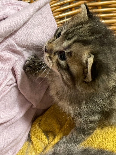 Chatons - Mai 2023