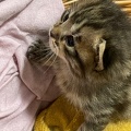Chatons - Mai 2023