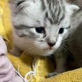 Chatons - Mai 2023