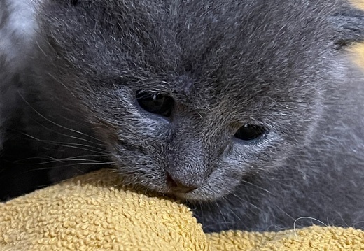 Chatons - Mai 2023