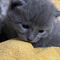 Chatons - Mai 2023