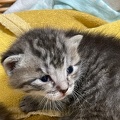 Chatons - Mai 2023