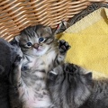 Chatons - Mai 2023