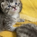 Chatons - Mai 2023