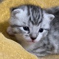 Chatons - Mai 2023