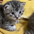 Chatons - Mai 2023