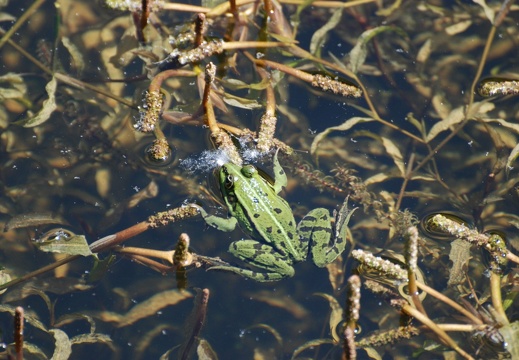 La Sauge