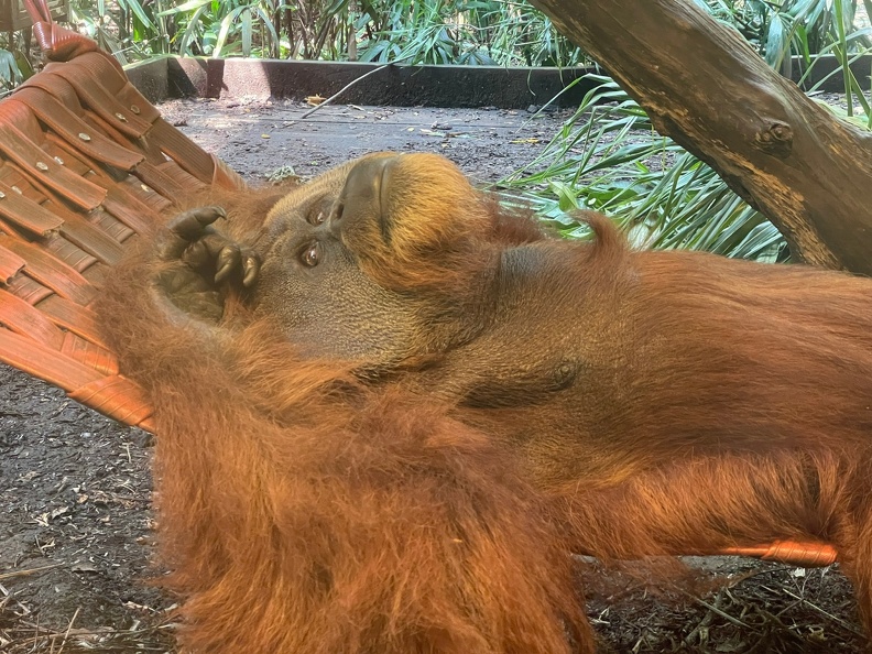 Orang-outan