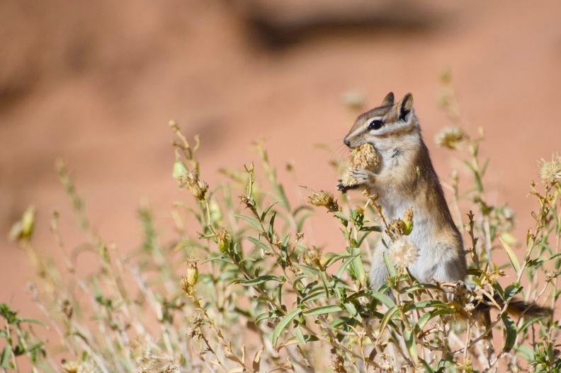 Chimpunk au Parc National d'Arches