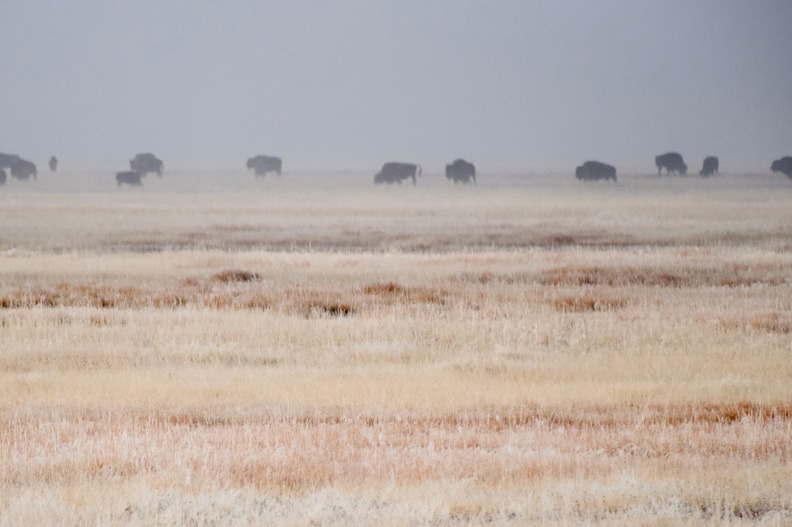 Bisons dans le brouillard de Yellowstone
